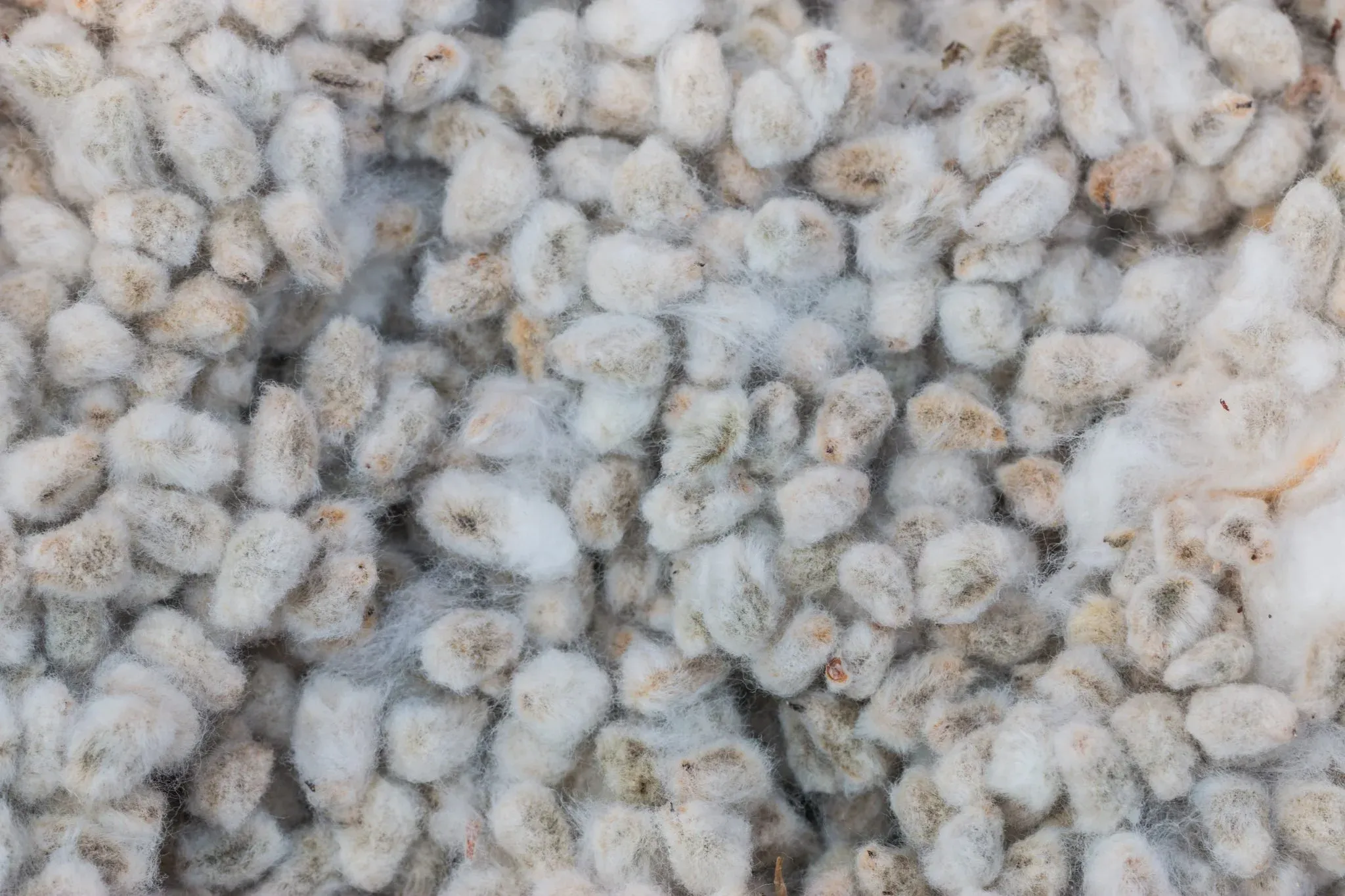 Raw cotton seeds for oil extraction and cattle feed